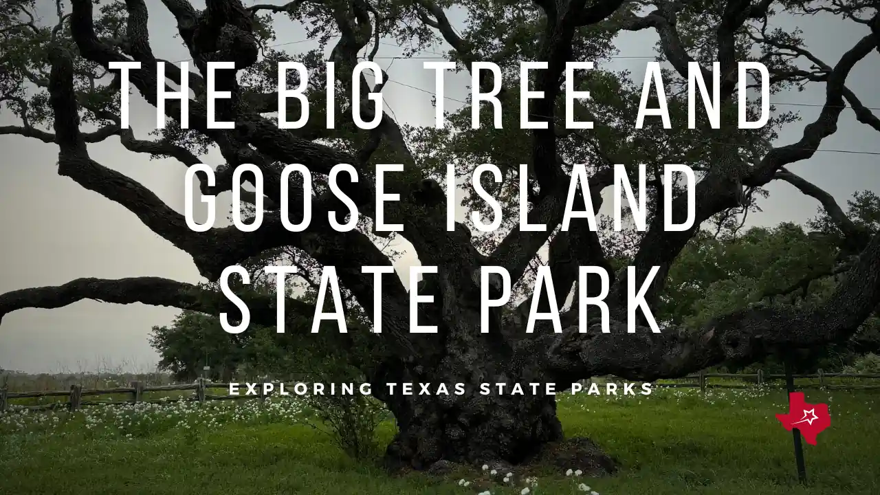 Visiting Goose Island State Park and the Historic Big Tree